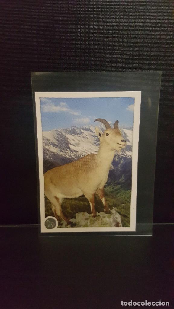 Coleccionismo cromos antiguos: PANINI ANIMALES 2020 - N&ordm; 243 - Foto 1