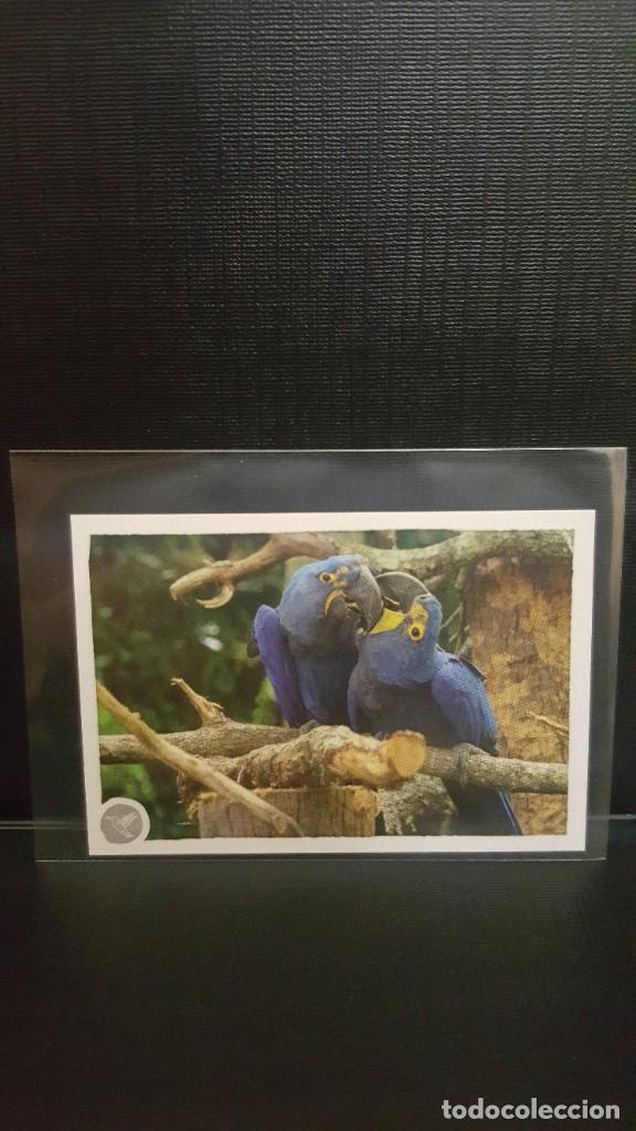 Coleccionismo cromos antiguos: PANINI ANIMALES 2020 - N&ordm; 246 - Foto 1