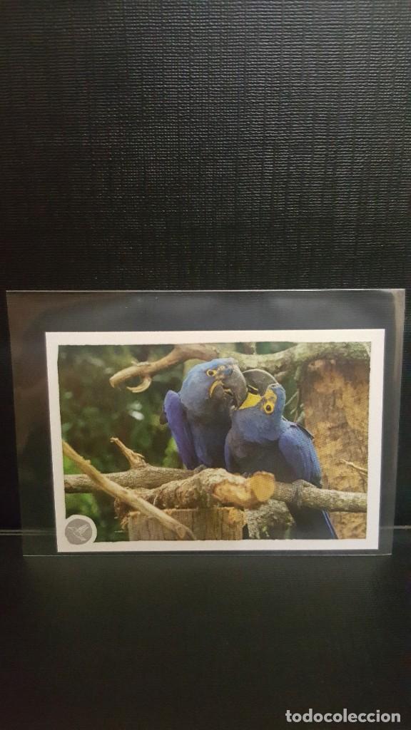 Coleccionismo cromos antiguos: PANINI ANIMALES 2020 - N&ordm; 246 - Foto 1