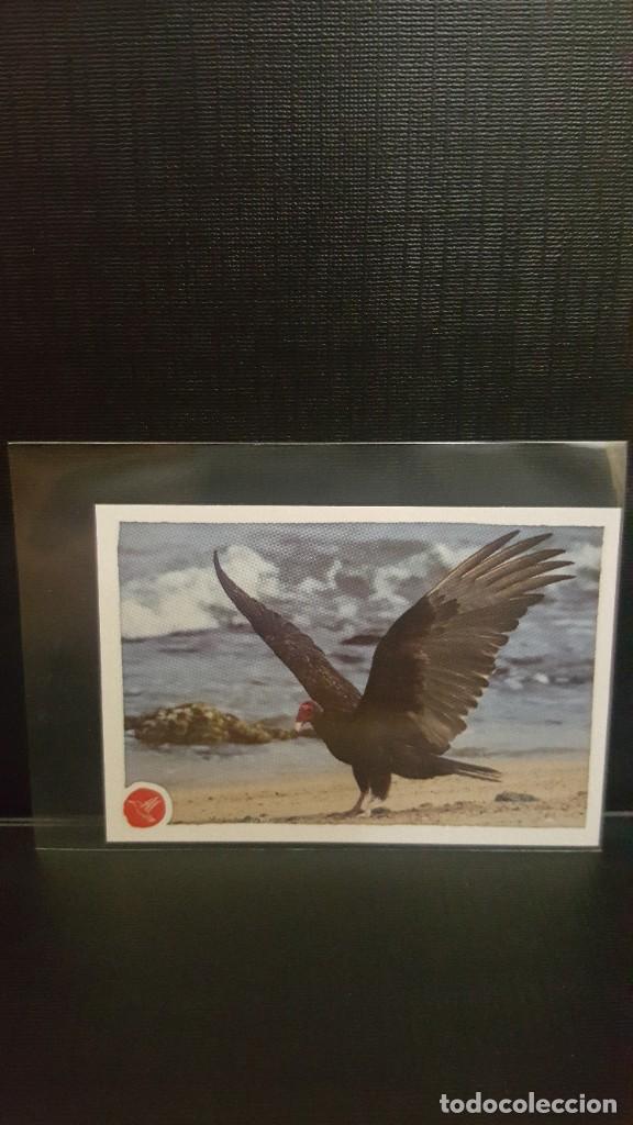 Coleccionismo cromos antiguos: PANINI ANIMALES 2020 - N&ordm; 247 - Foto 1