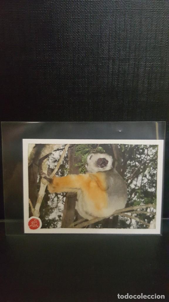Coleccionismo cromos antiguos: PANINI ANIMALES 2020 - N&ordm; 255 - Foto 1
