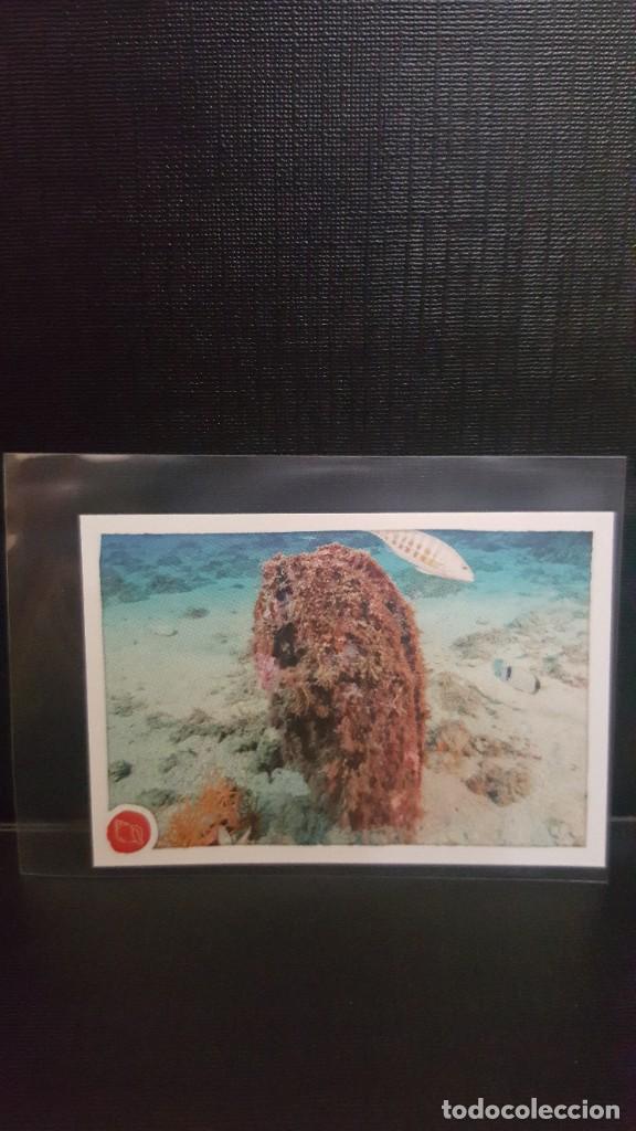 Coleccionismo cromos antiguos: PANINI ANIMALES 2020 - N&ordm; 262 - Foto 1