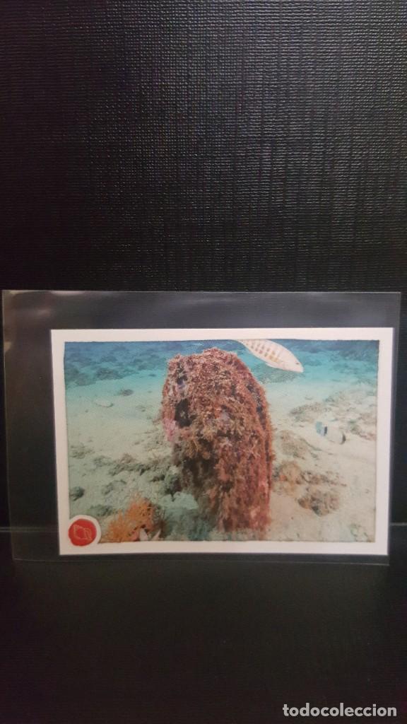 Coleccionismo cromos antiguos: PANINI ANIMALES 2020 - N&ordm; 262 - Foto 1