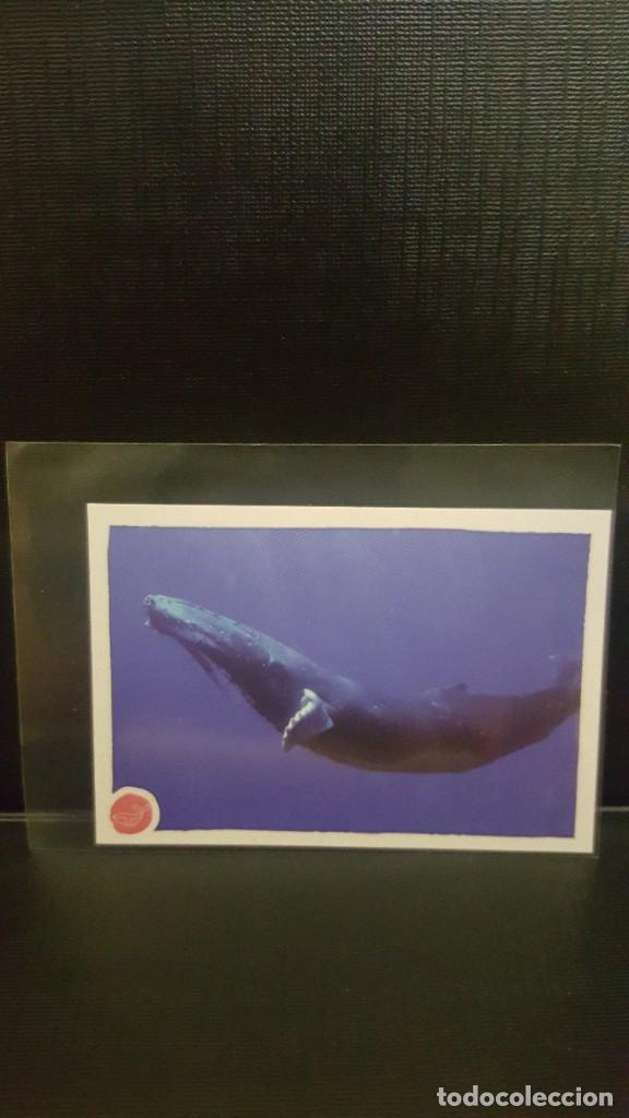Coleccionismo cromos antiguos: PANINI ANIMALES 2020 - N&ordm; 264 - Foto 1