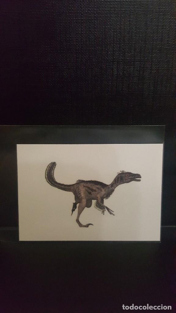 Coleccionismo cromos antiguos: PANINI ANIMALES 2020 - N&ordm; 267 - Foto 1