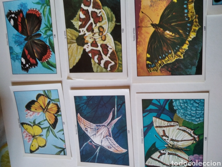 Coleccionismo cromos antiguos: Lote 13 cromos MARIPOSAS - Foto 2