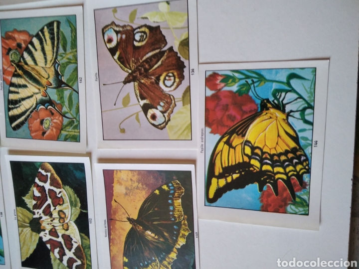 Coleccionismo cromos antiguos: Lote 13 cromos MARIPOSAS - Foto 3
