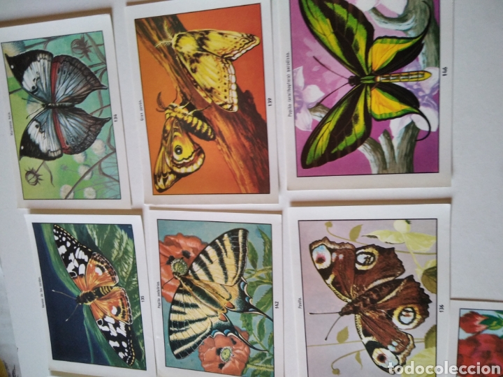 Coleccionismo cromos antiguos: Lote 13 cromos MARIPOSAS - Foto 4
