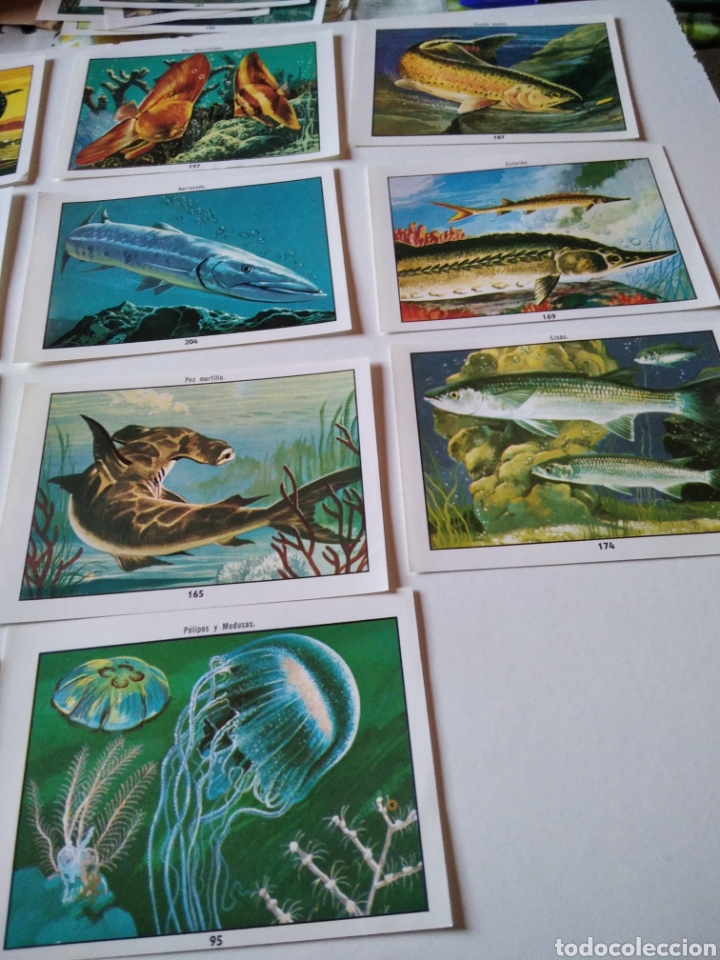 Coleccionismo cromos antiguos: Lote de 19 cromos peces - Foto 2