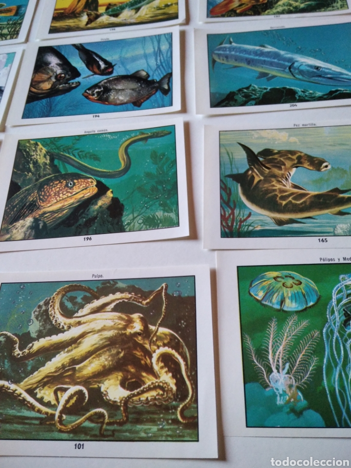 Coleccionismo cromos antiguos: Lote de 19 cromos peces - Foto 3