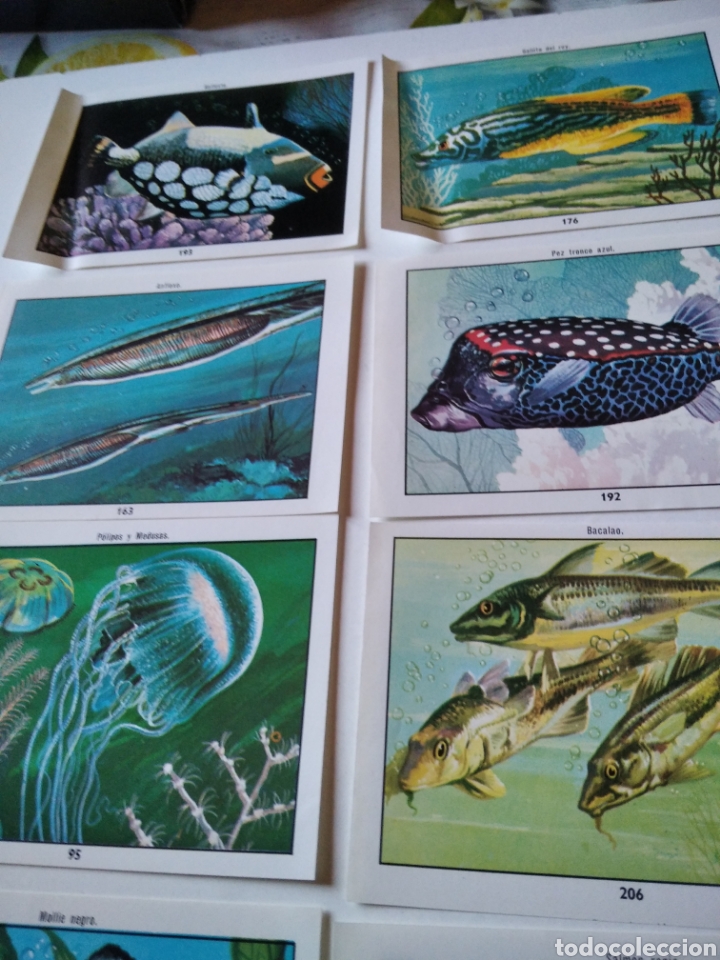 Coleccionismo cromos antiguos: Lote de 19 cromos peces - Foto 4