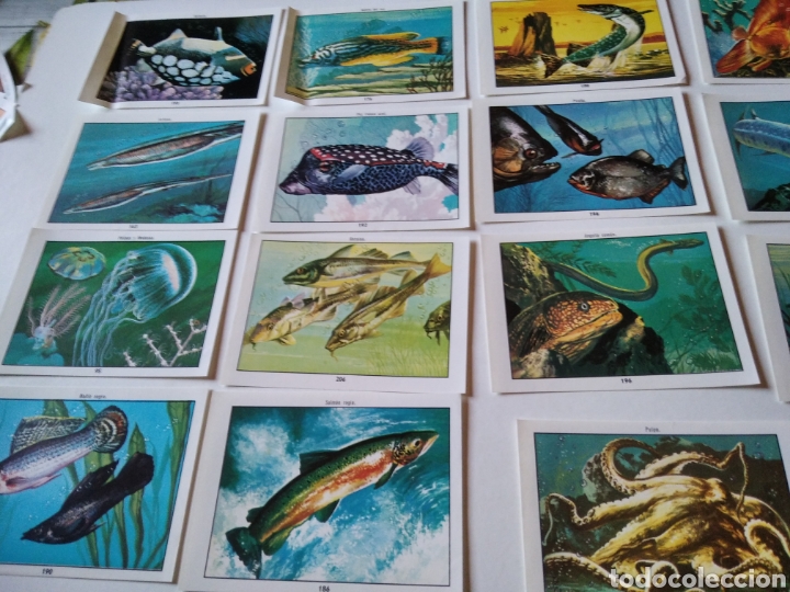 Coleccionismo cromos antiguos: Lote de 19 cromos peces - Foto 1