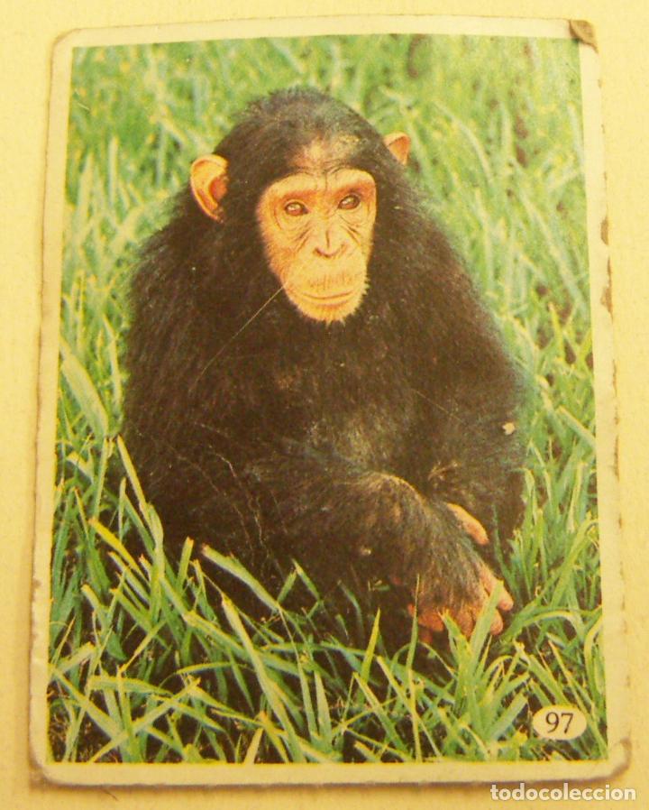 Coleccionismo cromos antiguos: Tele Indiscreta Cromo N&ordm; 97 - Foto 1