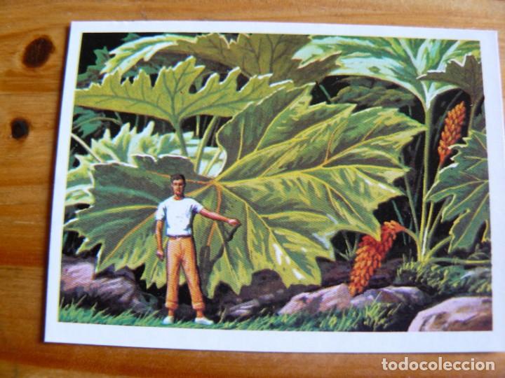 Coleccionismo cromos antiguos: El mas y el menos n&ordm; 4 - Foto 1