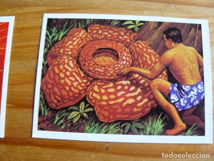 Coleccionismo cromos antiguos: El mas y el menos n&ordm; 10 - Foto 1