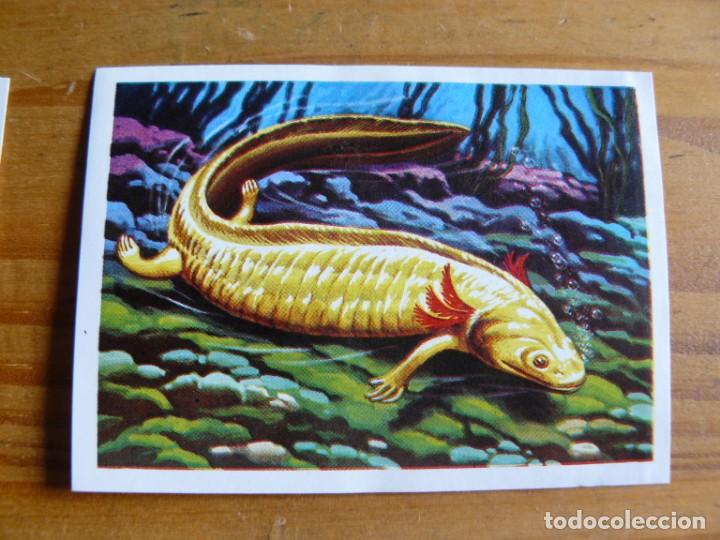 Coleccionismo cromos antiguos: El mas y el menos n&ordm; 41 - Foto 1