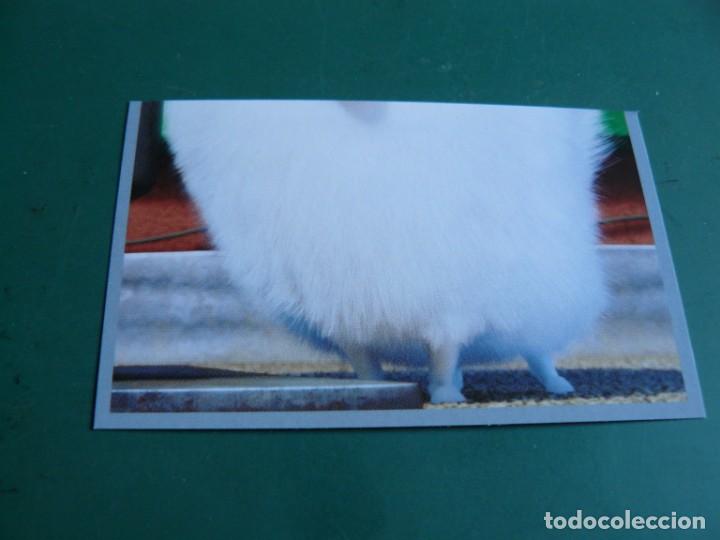 Coleccionismo cromos antiguos: Mascotas N&ordm; 26 - Foto 1