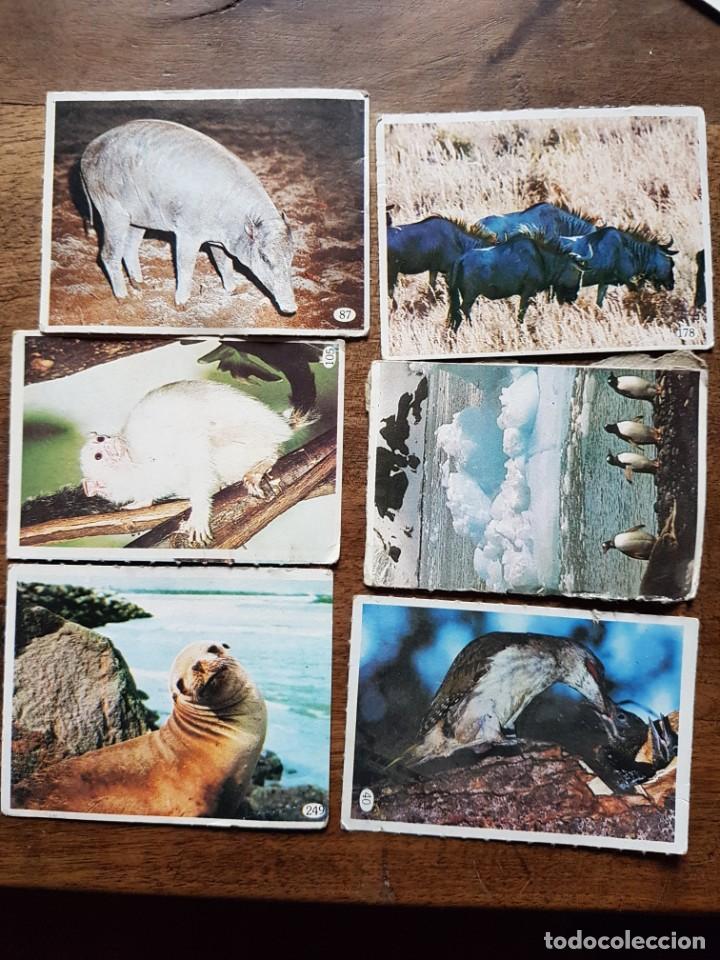 Coleccionismo cromos antiguos: 6 cromos tele indiscreta - Foto 1