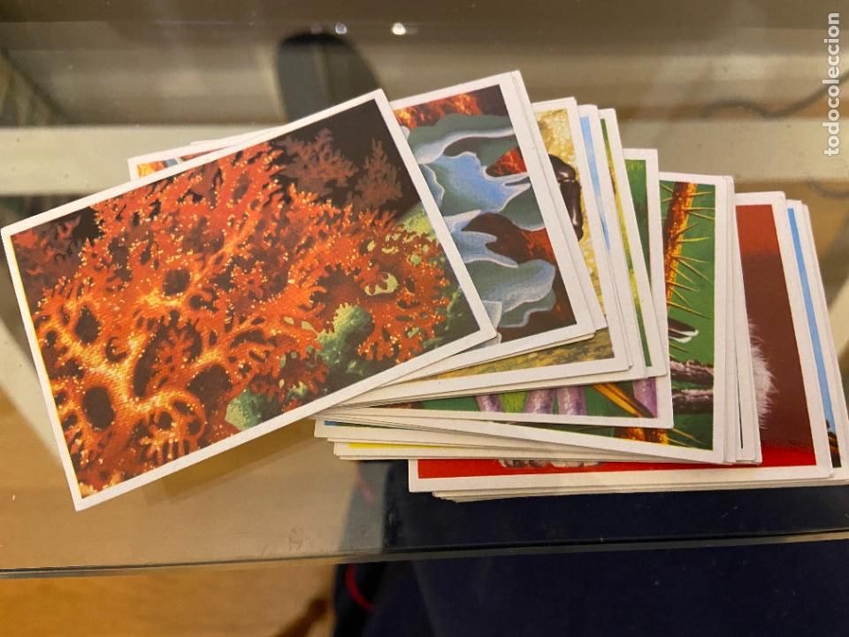 Coleccionismo cromos antiguos: panorama maga lote de 59 cromos nuevos sin pegar se venden sueltos