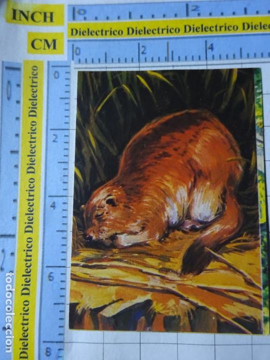 Collectable Antique Stickers: CROMO CROMITO CHUCHER&Iacute;AS. &Aacute;LBUM BIMBO EL PORQUE DE LAS COSAS 3 1972. 19 HIBERNACI&Oacute;N