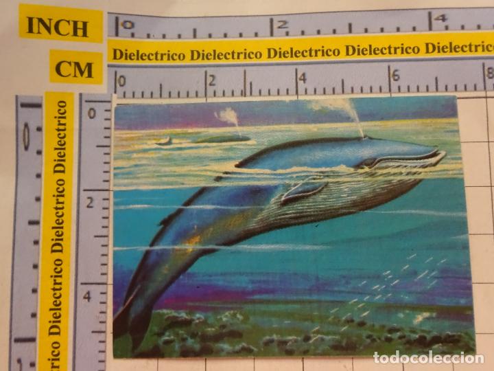Collezionismo Figurine antiche: CROMO CROMITO CHUCHER&Iacute;AS. &Aacute;LBUM BIMBO EL LIBRO DE LAS ADIVINANZAS 246 BALLENA AZUL