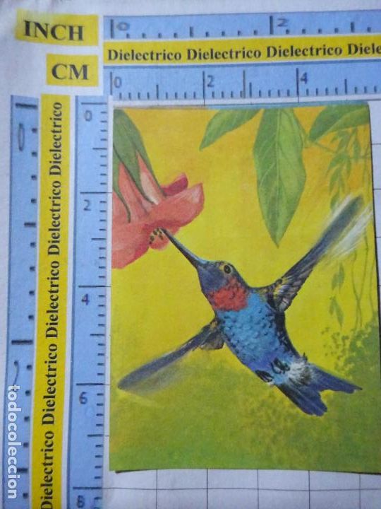 Sammeln alte Sammelbilder: CROMO CROMITO CHUCHER&Iacute;AS. &Aacute;LBUM BIMBO EL LIBRO DE LAS ADIVINANZAS 2. 42 COLIBR&Iacute;