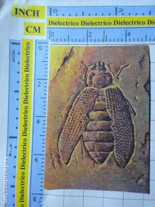 Collectable Antique Stickers: CROMO CROMITO CHUCHER&Iacute;AS. &Aacute;LBUM BIMBO EL LIBRO DE LAS ADIVINANZAS 2. 173 ESCARABAJOS