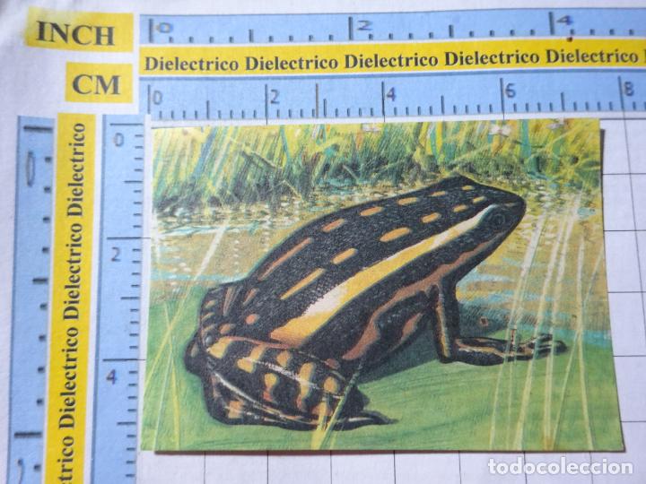 Colecionismo Cromos antigos: CROMO CROMITO CHUCHER&Iacute;AS. &Aacute;LBUM BIMBO EL LIBRO DE LAS ADIVINANZAS 2. 224 RANA DENDROBATES