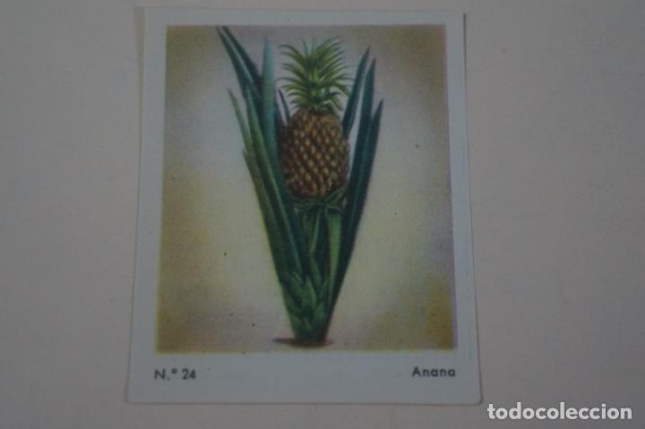 Coleccionismo Cromos antiguos: CROMO DE CEREGUMIL ANANA PI&Ntilde;A SIN PEGAR N&ordm; 24 A&Ntilde;O 1960 DEL ALBUM CEREGUMIL