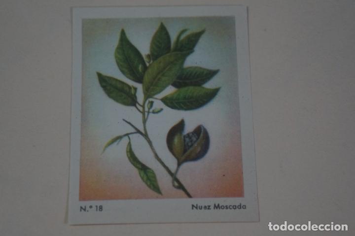 Collezionismo Figurine antiche: CROMO DE CEREGUMIL NUEZ MOSCADA SIN PEGAR N&ordm; 18 A&Ntilde;O 1960 DEL ALBUM CEREGUMIL