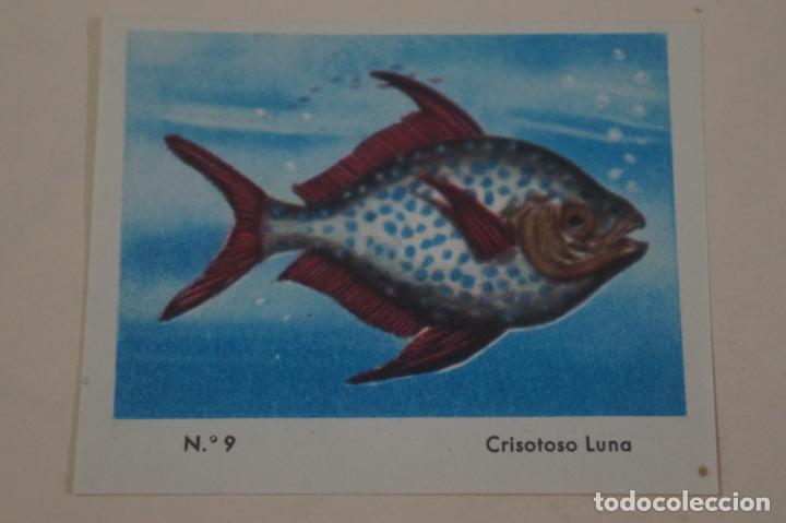 Coleccionismo Cromos antiguos: CROMO DE CEREGUMIL CRISOTOSO LUNA SIN PEGAR N&ordm; 9 A&Ntilde;O 1960 DEL ALBUM CEREGUMIL