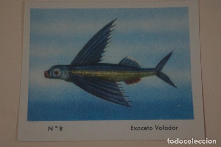 Coleccionismo Cromos antiguos: CROMO DE CEREGUMIL EXOCETO VOLADOR SIN PEGAR N&ordm; 8 A&Ntilde;O 1960 DEL ALBUM CEREGUMIL