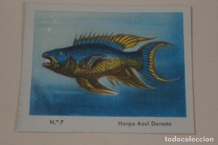 Coleccionismo Cromos antiguos: CROMO DE CEREGUMIL HARPA AZUL DORADA SIN PEGAR N&ordm; 7 A&Ntilde;O 1960 DEL ALBUM CEREGUMIL