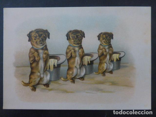 Colecionismo Cromos antigos: PERROS Y SOMBREROS ANTIGUO CROMO SIGLO XIX