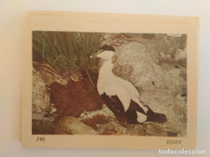 Coleccionismo cromos antiguos: CROMO COLECCION ANIMALES NUNCA PEGADO N&ordm; 246 EIDER - Foto 1