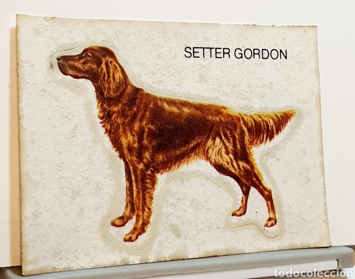 Coleccionismo cromos antiguos: Cromo troquelado PANRICO SETTER GORDON - Foto 1