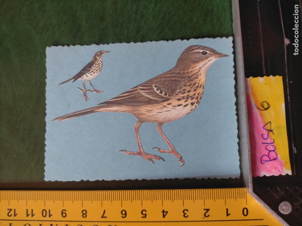 Colecionismo Cromos antigos: ANTIGUOS CROMOS CASEROS COLECCIONISTAS DE AVES PAJAROS TROQUELADO O RECORTADO ORNITOLOGIA