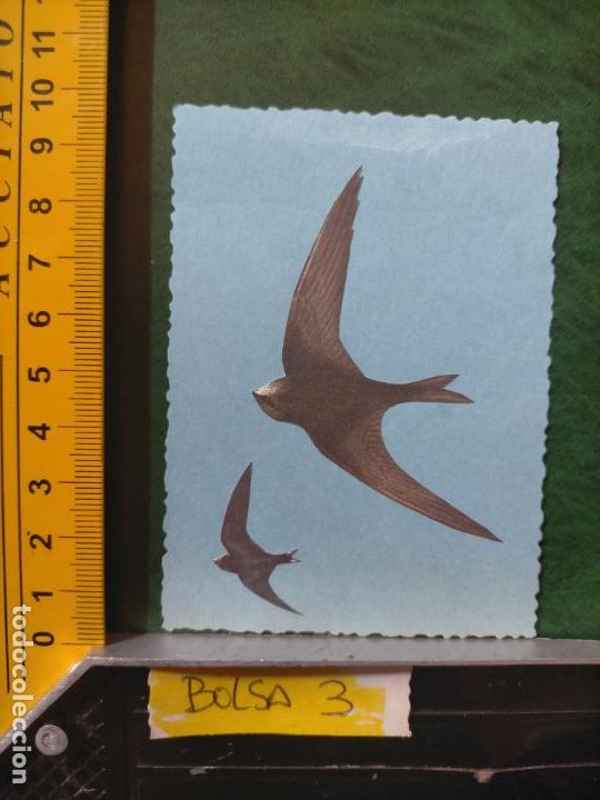 Colecionismo Cromos antigos: ANTIGUOS CROMOS CASEROS COLECCIONISTAS DE AVES PAJAROS TROQUELADO O RECORTADO ORNITOLOGIA