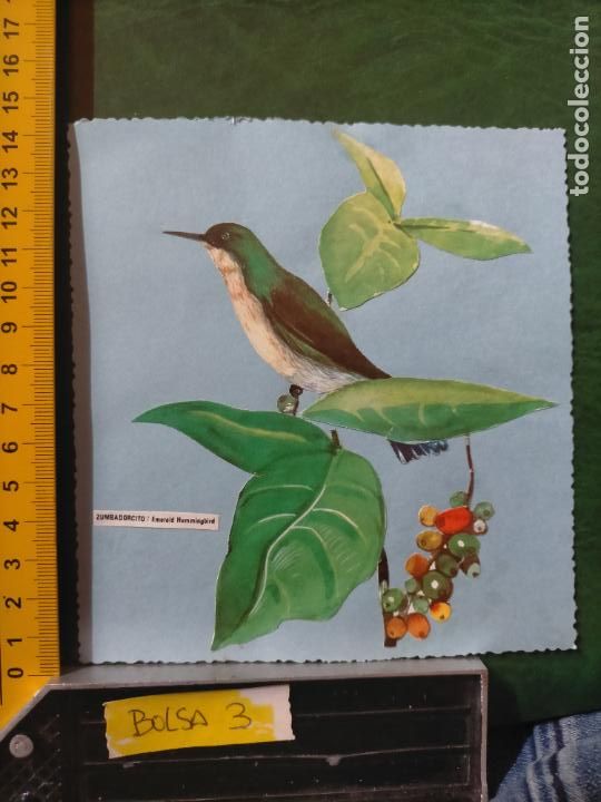 Colecionismo Cromos antigos: ANTIGUOS CROMOS CASEROS COLECCIONISTAS DE AVES PAJAROS TROQUELADO O RECORTADO ORNITOLOGIA