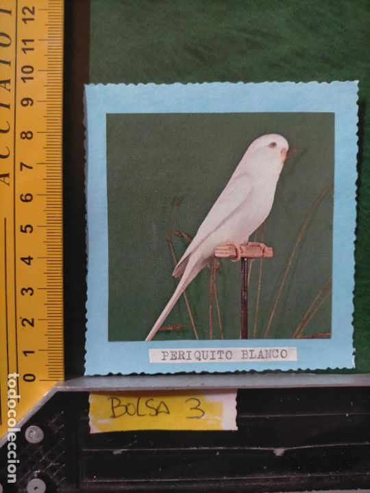 Colecionismo Cromos antigos: ANTIGUOS CROMOS CASEROS COLECCIONISTAS DE AVES PAJAROS TROQUELADO O RECORTADO ORNITOLOGIA