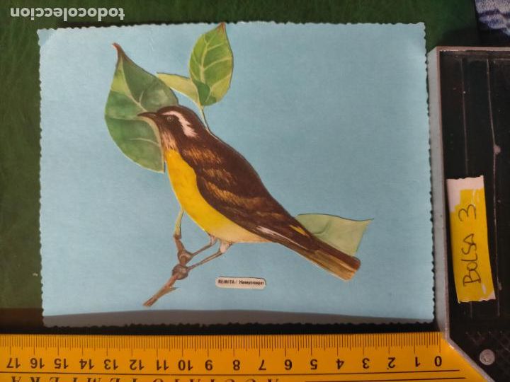 Colecionismo Cromos antigos: ANTIGUOS CROMOS CASEROS COLECCIONISTAS DE AVES PAJAROS TROQUELADO O RECORTADO ORNITOLOGIA