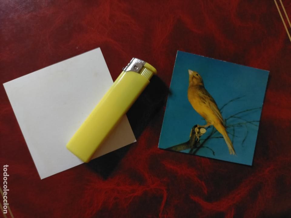 Collectionnisme Cartes &agrave; collectionner anciennes: CROMO ESTAMPA FOTOGRAFICA CANARIOS PAJARO AVE CANICULTURA ORNITOLOGIA COLECCIONISTA 7,3CM APROX