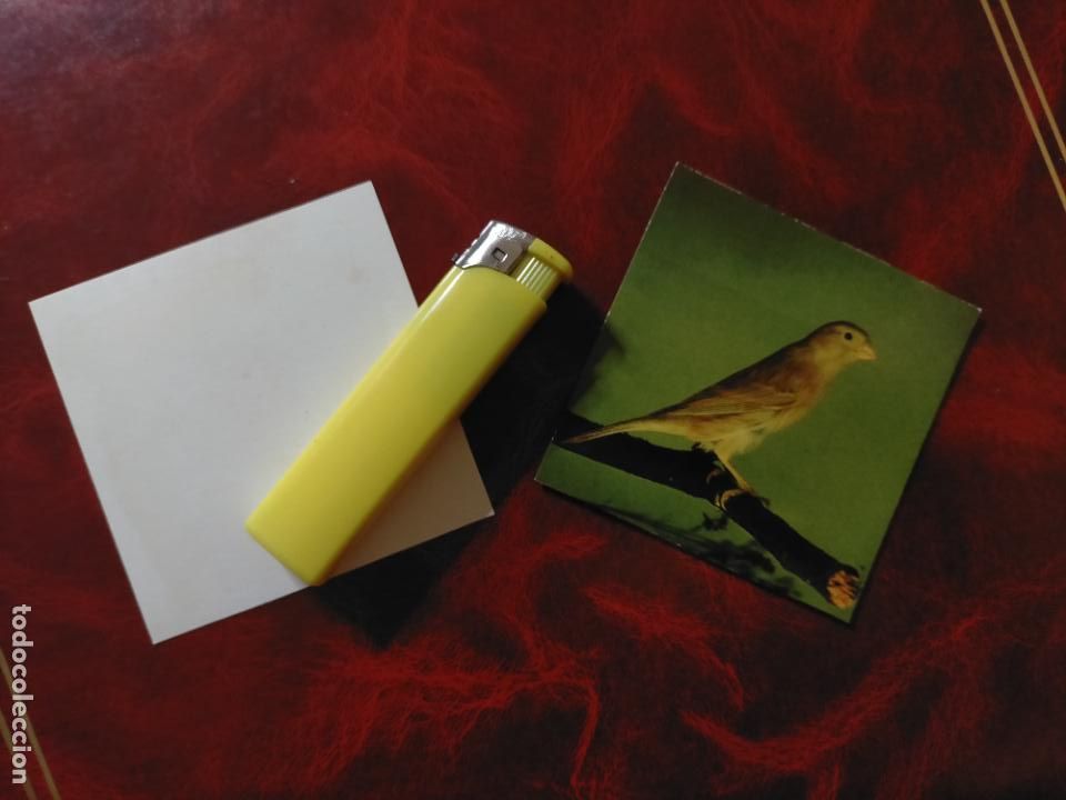 Collectionnisme Cartes &agrave; collectionner anciennes: CROMO ESTAMPA FOTOGRAFICA CANARIOS PAJARO AVE CANICULTURA ORNITOLOGIA COLECCIONISTA 7,3CM APROX