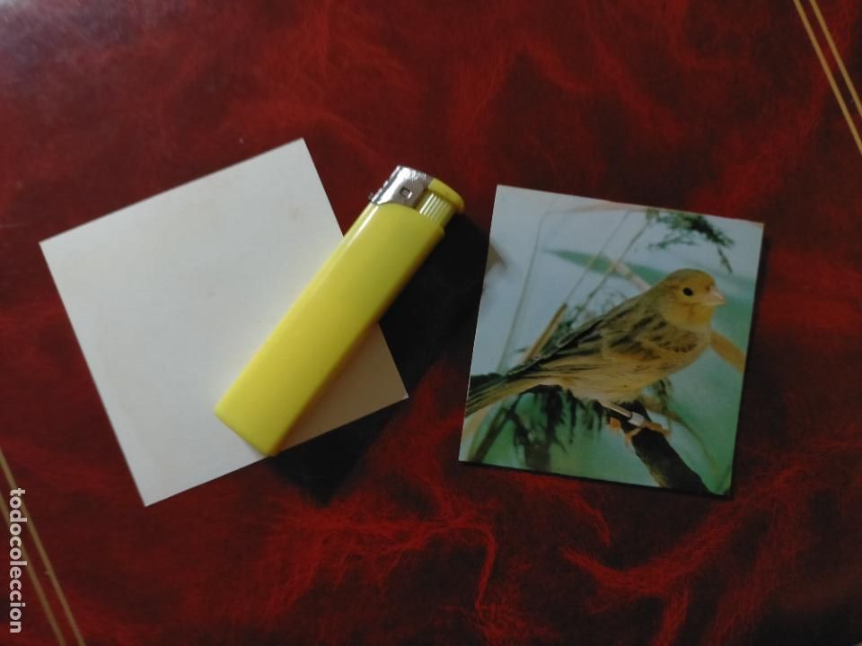 Collectionnisme Cartes &agrave; collectionner anciennes: CROMO ESTAMPA FOTOGRAFICA CANARIOS PAJARO AVE CANICULTURA ORNITOLOGIA COLECCIONISTA 7,3CM APROX