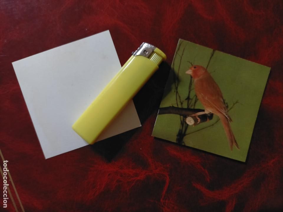 Colecionismo Cromos antigos: CROMO ESTAMPA FOTOGRAFICA CANARIOS PAJARO AVE CANICULTURA ORNITOLOGIA COLECCIONISTA 7,3CM APROX