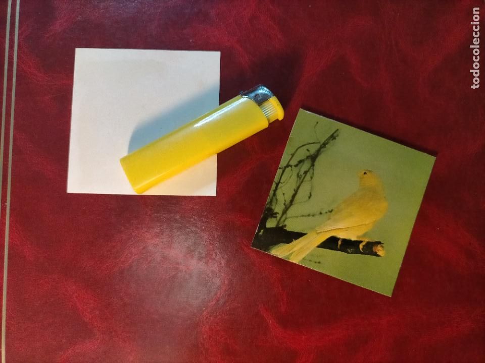 Colecionismo Cromos antigos: CROMO ESTAMPA FOTOGRAFICA CANARIOS PAJARO AVE CANICULTURA ORNITOLOGIA COLECCIONISTA 7,3CM APROX
