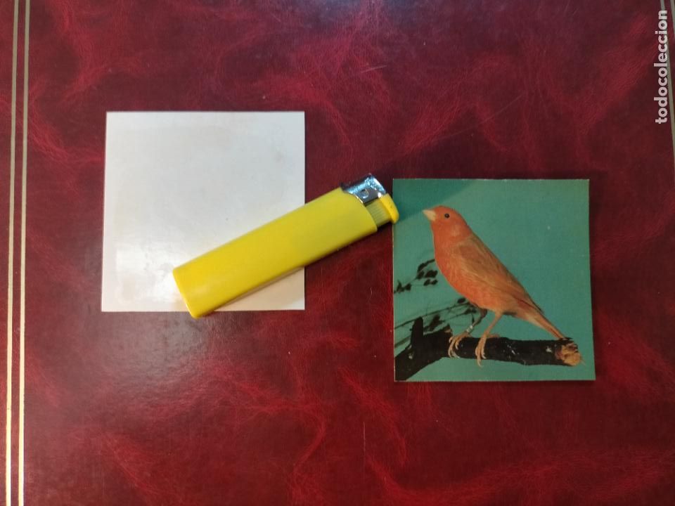 Colecionismo Cromos antigos: CROMO ESTAMPA FOTOGRAFICA CANARIOS PAJARO AVE CANICULTURA ORNITOLOGIA COLECCIONISTA 7,3CM APROX