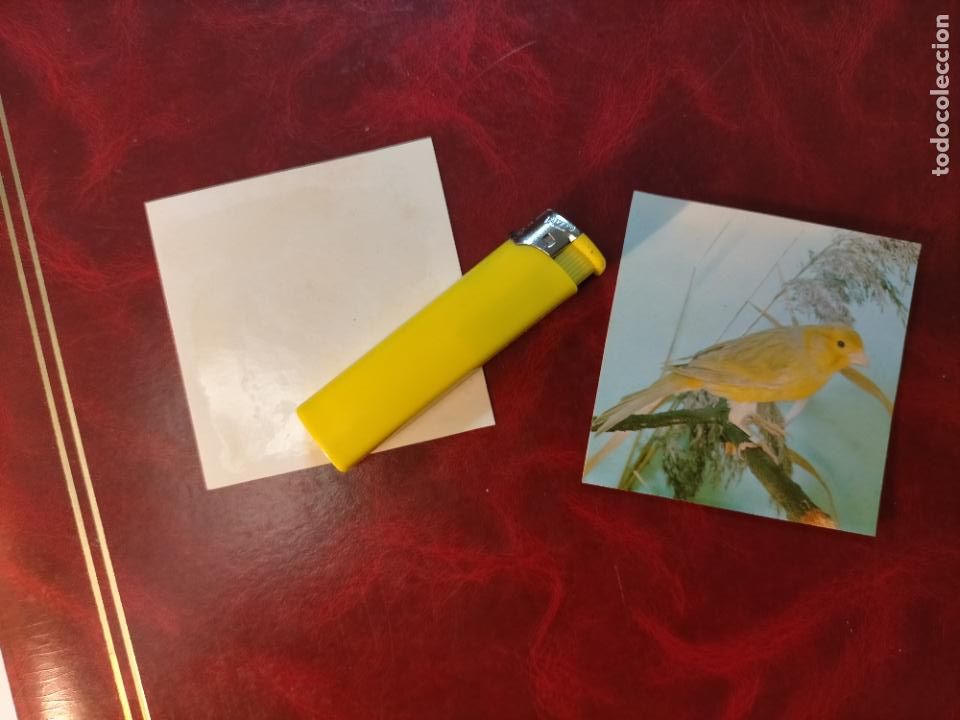 Colecionismo Cromos antigos: CROMO ESTAMPA FOTOGRAFICA CANARIOS PAJARO AVE CANICULTURA ORNITOLOGIA COLECCIONISTA 7,3CM APROX