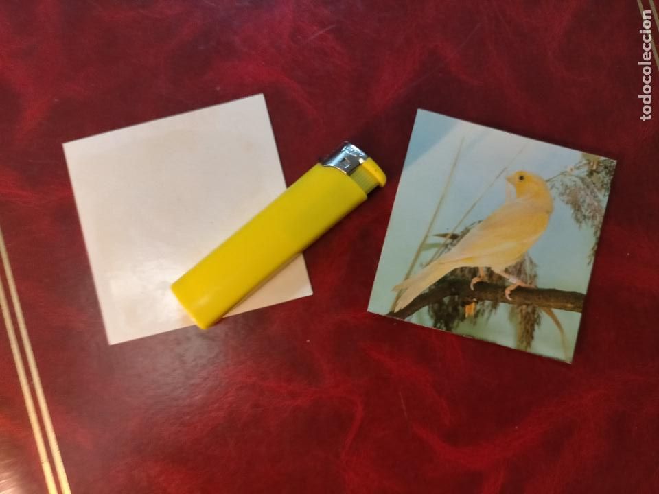 Colecionismo Cromos antigos: CROMO ESTAMPA FOTOGRAFICA CANARIOS PAJARO AVE CANICULTURA ORNITOLOGIA COLECCIONISTA 7,3CM APROX
