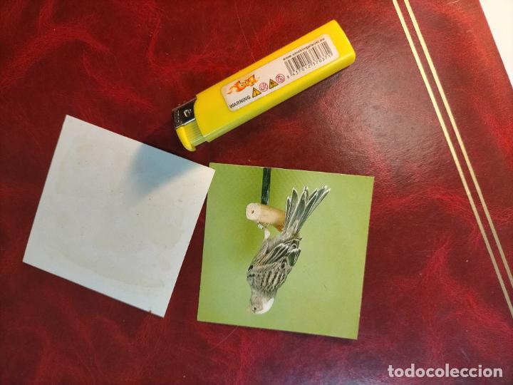 Colecionismo Cromos antigos: CROMO ESTAMPA FOTOGRAFICA CANARIOS PAJARO AVE CANICULTURA ORNITOLOGIA COLECCIONISTA 7,3CM APROX
